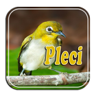 Terapi Pleci Ngalas biểu tượng