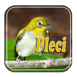 Terapi Pleci Ngalas biểu tượng