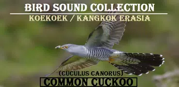 Common Cuckoo Bird Sound : Common Cuckoo Bird Song