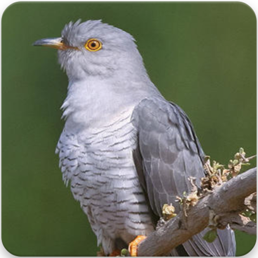 Common Cuckoo Bird Sound : Common Cuckoo Bird Song
