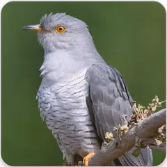 Common Cuckoo Bird Sound : Common Cuckoo Bird Song