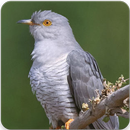 Common Cuckoo Bird Sound : Common Cuckoo Bird Song APK