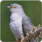 Common Cuckoo Bird Sound : Common Cuckoo Bird Song icon