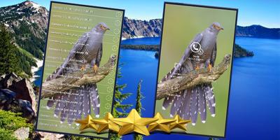 Common Cuckoo Bird Sound : Common Cuckoo Bird Song poster