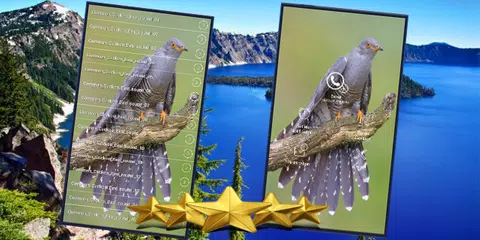 Common Cuckoo Bird Sound : Common Cuckoo Bird Song APK download