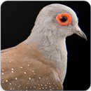 Diamond Dove Bird Call : Diamond Dove Sounds-APK