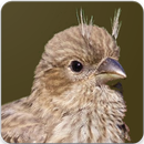 Finch Bird Call : Finch Bird Sound & Finch Song-APK