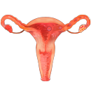 APK VR Female Reproductive System