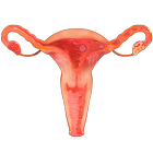 Icona VR Female Reproductive System