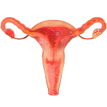 VR Female Reproductive System