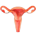 VR Female Reproductive System Zeichen