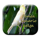 femea canario belga APK