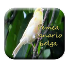 femea canario belga ícone