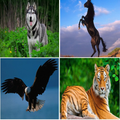звуки животных