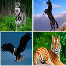 animal sounds APK