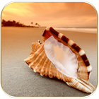 Seashell photo frames-icoon