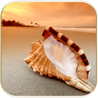 Seashell photo frames icon