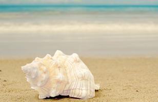 Seashell photo frames plakat