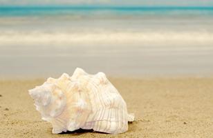 Seashell photo frames الملصق