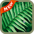 Fern Wallpaper APK