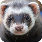 Ferret Wallpapers icon