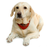 APK FetchViewer