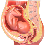 VR Fetus in the Uterus