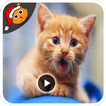 Cat Funny Videos Compilation HD