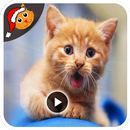 Cat Funny Videos Compilation HD APK
