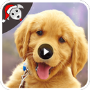 Dog Funny Videos HD APK