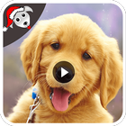 Dog Funny Videos HD icône