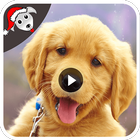 Dog Funny Videos HD-icoon
