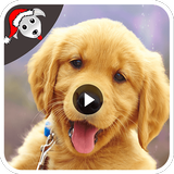 Dog Funny Videos HD أيقونة