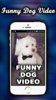 Dog Funny Videos HD Affiche