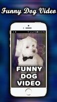 Dog Funny Videos HD-poster