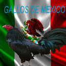 Imagenes de Gallos de Mexico APK