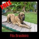 Fila Brasileiro иконка