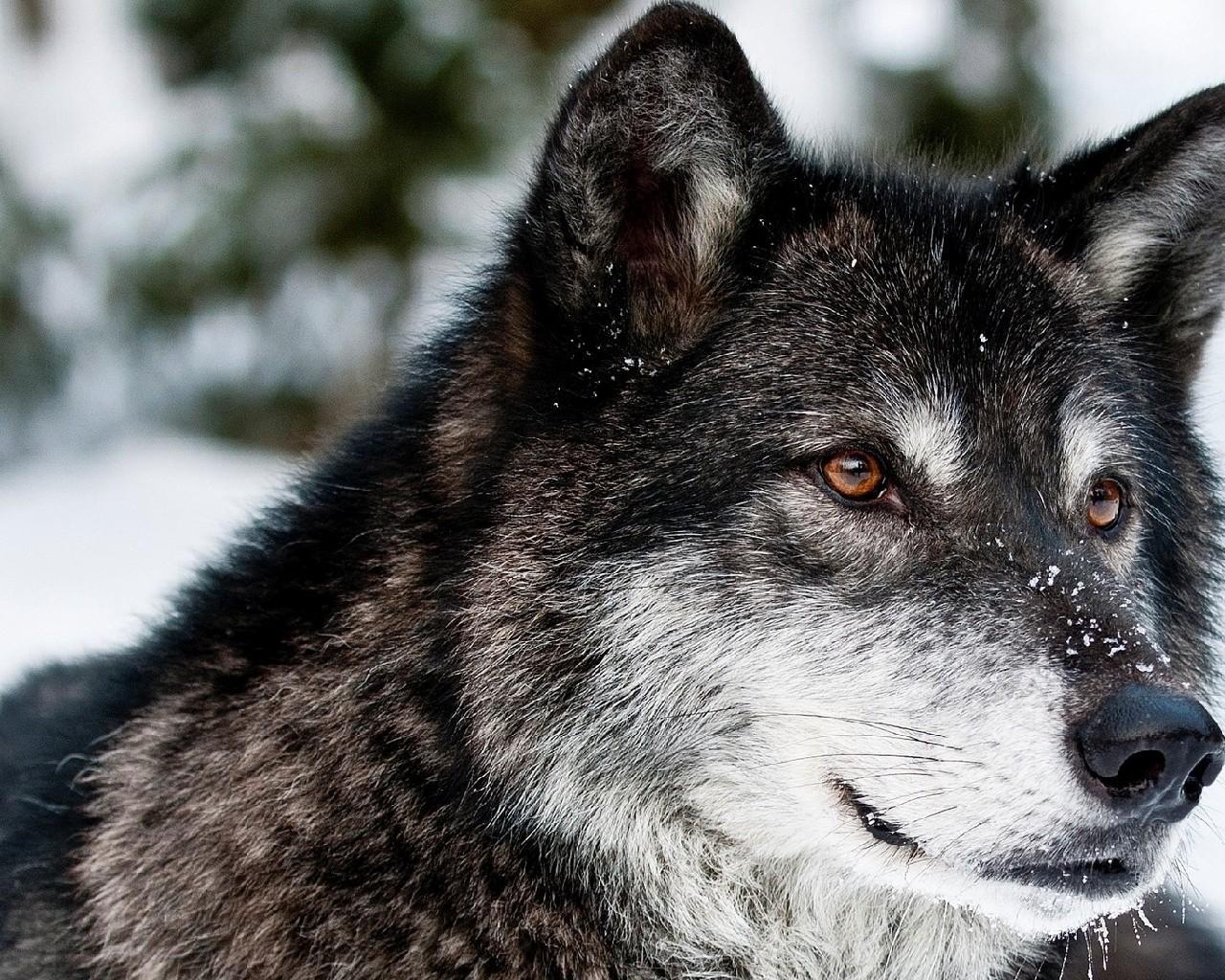 Living wolfs. Лапландский волк. Волкособ черный. Волкособ вольфхунд. Волкособ.