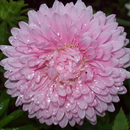 Fleurs Aster Jigsaw Puzzle APK