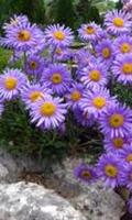 Aster Jigsaw Puzzles screenshot 1