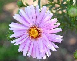 Aster Jigsaw Puzzles screenshot 2