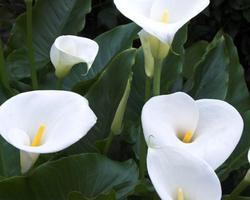 Fleurs Calla Jigsaw Puzzlе capture d'écran 2