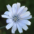 Chicory Jigsaw Puzzles icon