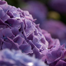 Fleurs Hydrangea Jigsaw Puzzle APK