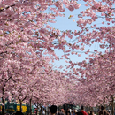 شجرة الكرز اليابانية الزهور ا APK
