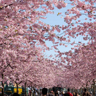 cerisier japonais Fleur Puzzle icône