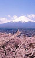 cerisier japonais Fleur Puzzle Affiche