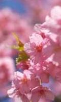 cerisier japonais Fleur Puzzle capture d'écran 2