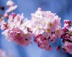 cerisier japonais Fleur Puzzle capture d'écran 3