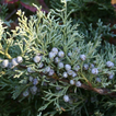 Juniper Flower Jigsaw Puzzles